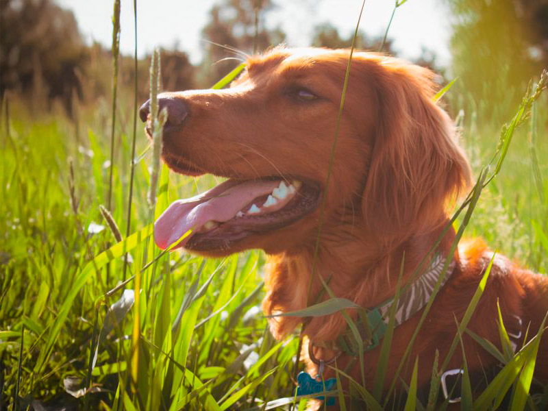 Delivery of Medications & Prescription Diet