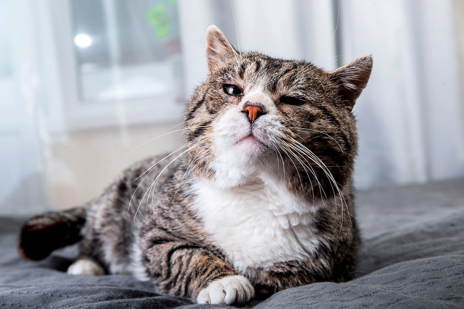 About Guelph Mobile Vet