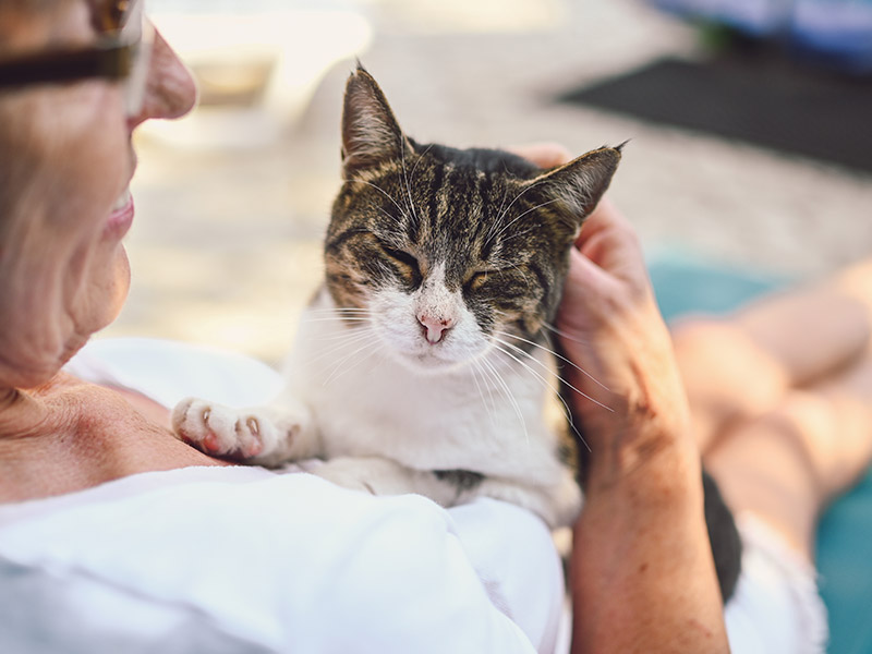 Senior Pet and Geriatrics Care