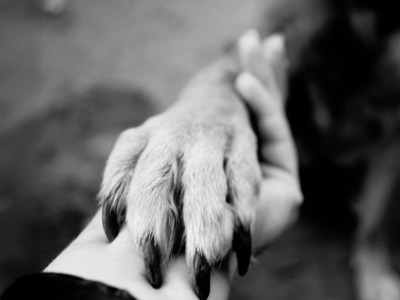 End of Life & In-Home Euthanasia