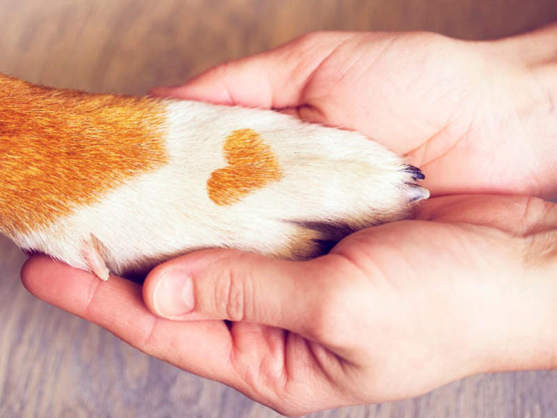 End of Life & In-Home Euthanasia