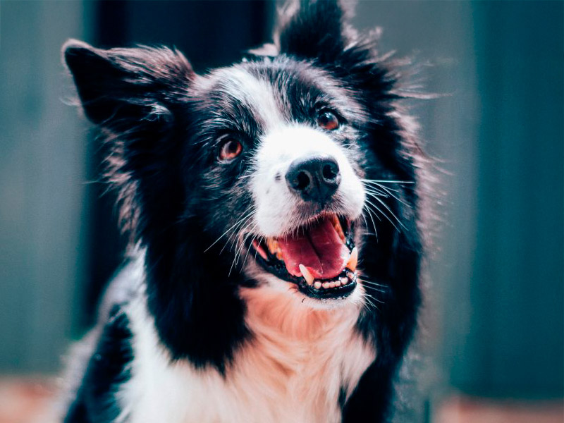 Senior Pets & Geriatric Care