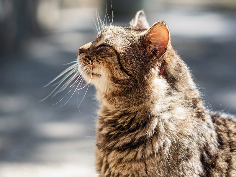 Delivery of Medications & Prescription Diets